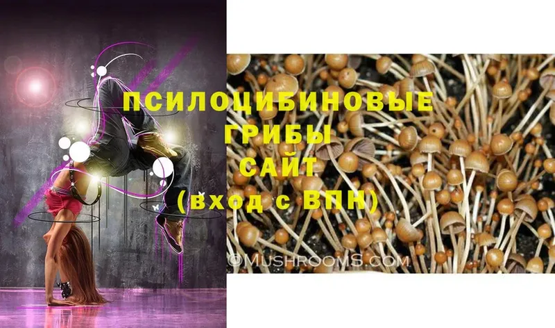 Псилоцибиновые грибы Psilocybe  цены   Джанкой 